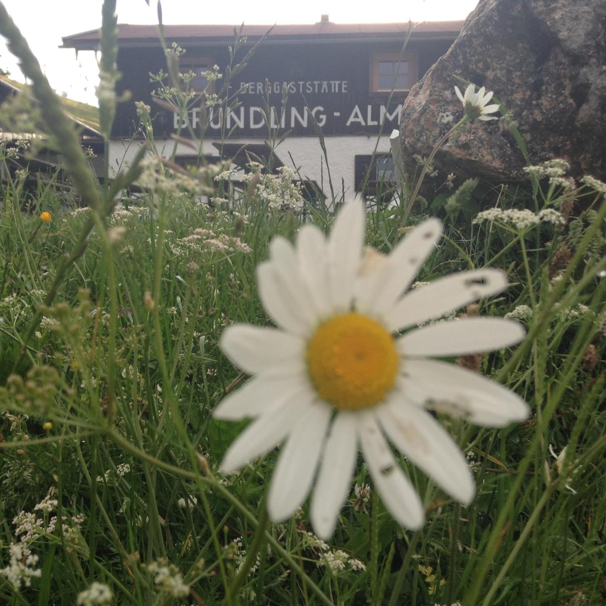 Bruendling-Alm Berggasthof Auf 1167M Auf Dem Hochfelln Bergen  Eksteriør billede
